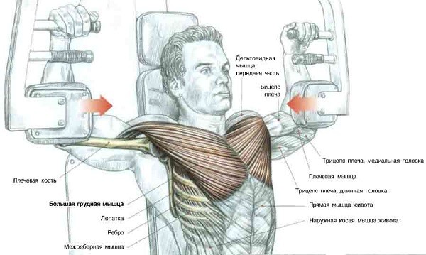 Тренировка грудных мышц на бицепс thumbnail