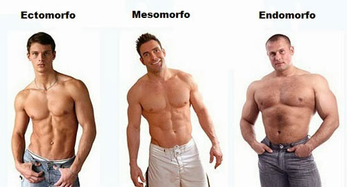 Типы мужского телосложения: эктоморф, мезоморф и эндоморф