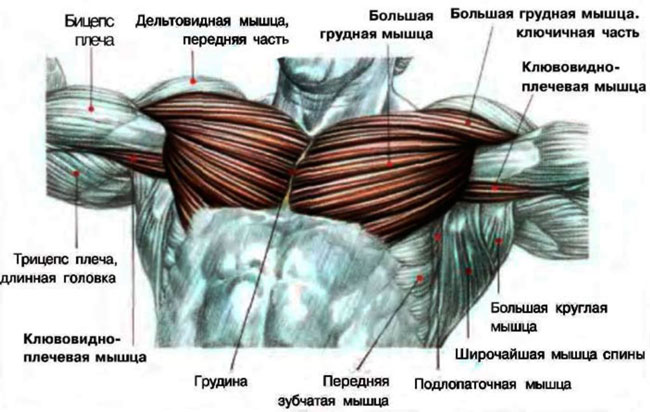 Иллюстрирует все мышцы, которые при накачке делают торс красивым и подтянутым. Особое внимание для накачанной груди нужно уделять большой грудной мышце.