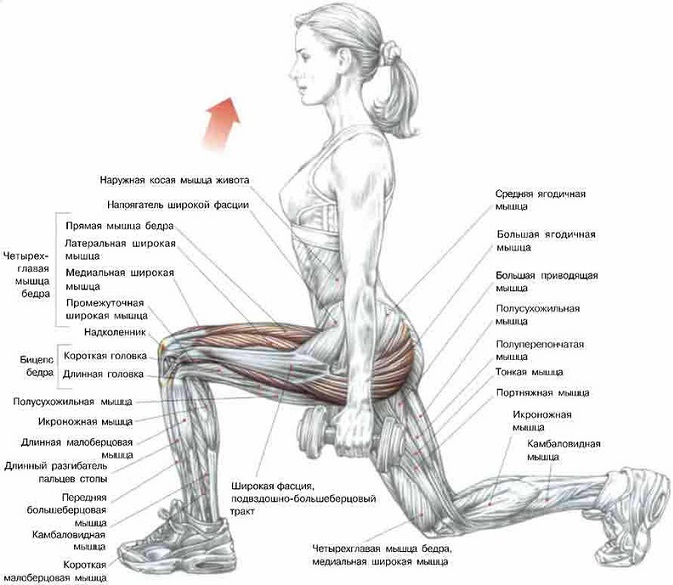 Анатомия мышц ног и ягодиц