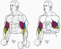 Варианты эффективных упражнений на бицепс с гантелями