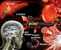 Состав аминокислот BCAA Xplode Powder и правила употребления