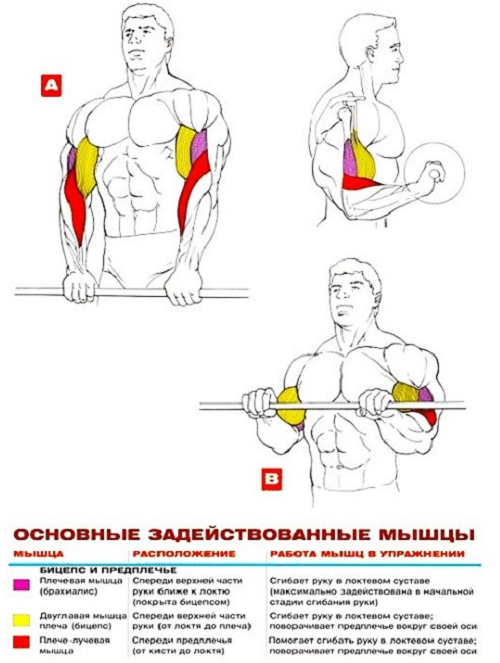 Основные мышцы, задействованные при выполнении упражнения.