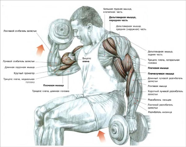 Тренировать бицепс на массу нужно каждому атлету, желающему иметь красивые и большие руки. Однако результативная прокачка должна проходить правильно.