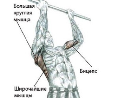 Упражнения на турнике являются очень эффективными не только для бицепса, но и для мышц спины