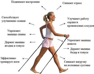 Техника скандинавской ходьбы с палками