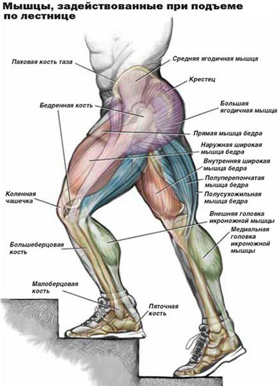 Какую пользу приносят обычные пешие прогулки?