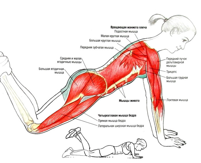 Как правильно отжиматься от пола: техника выполнения, основные ошибки