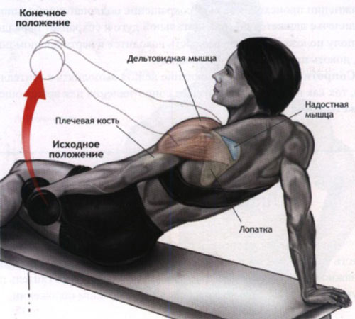 Дельтовидная мышца упражнения для женщин