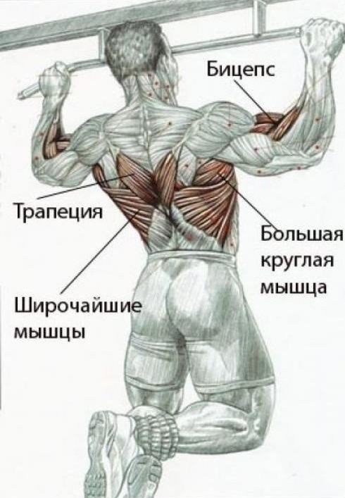 Подтягиваться рекомендуется всем атлетам, ведь это упражнение подходит для прокачки спинных и других мышц