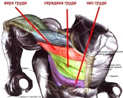 При занятиях на брусьях задействованы все отделы грудных мышц