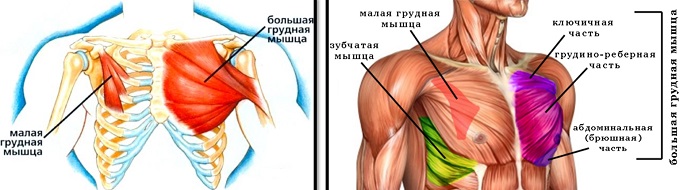 Строение грудной группы