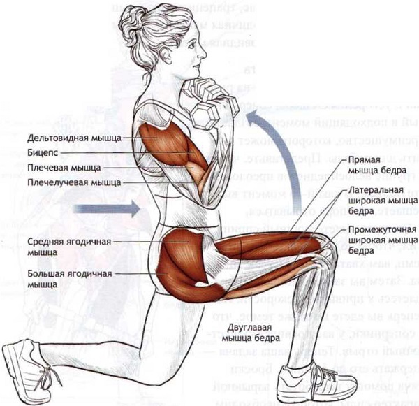 Анатомия мышц при выпадах вперёд