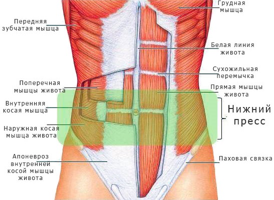 Анатомия мышц пресса