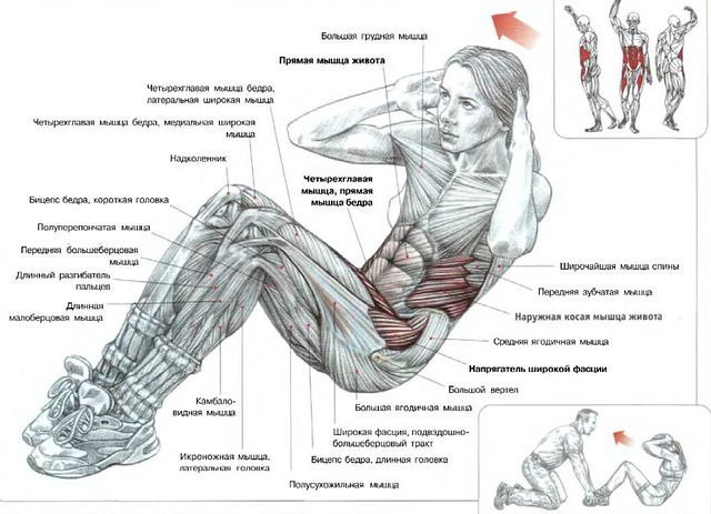 Мышцы, задействованные при базовых упражнениях на пресс.