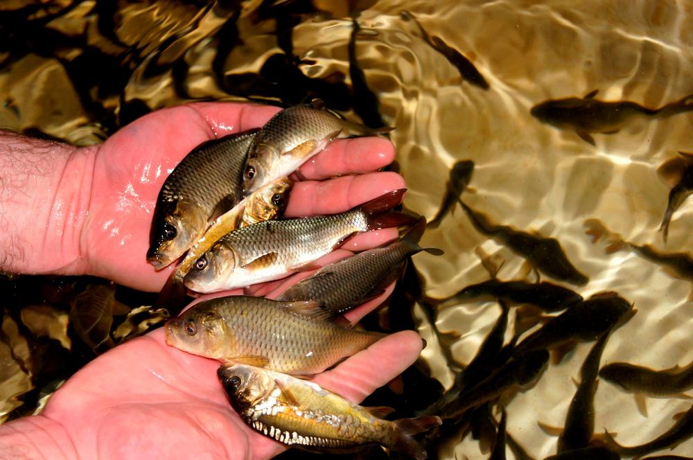 Рыба для зарыбления водоемов: выбор видов, особенности и практические рекомендации